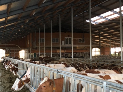 150 Cow Dairy, 250 ac
